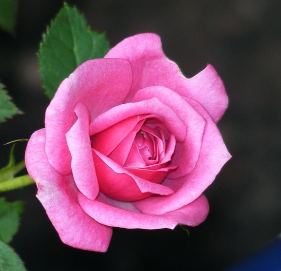 Winsome photo win2013_10010020_zpsd9d60244.jpg